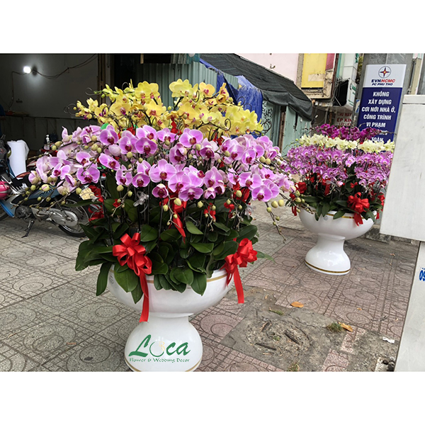 Lan hồ điệp mẫu 12